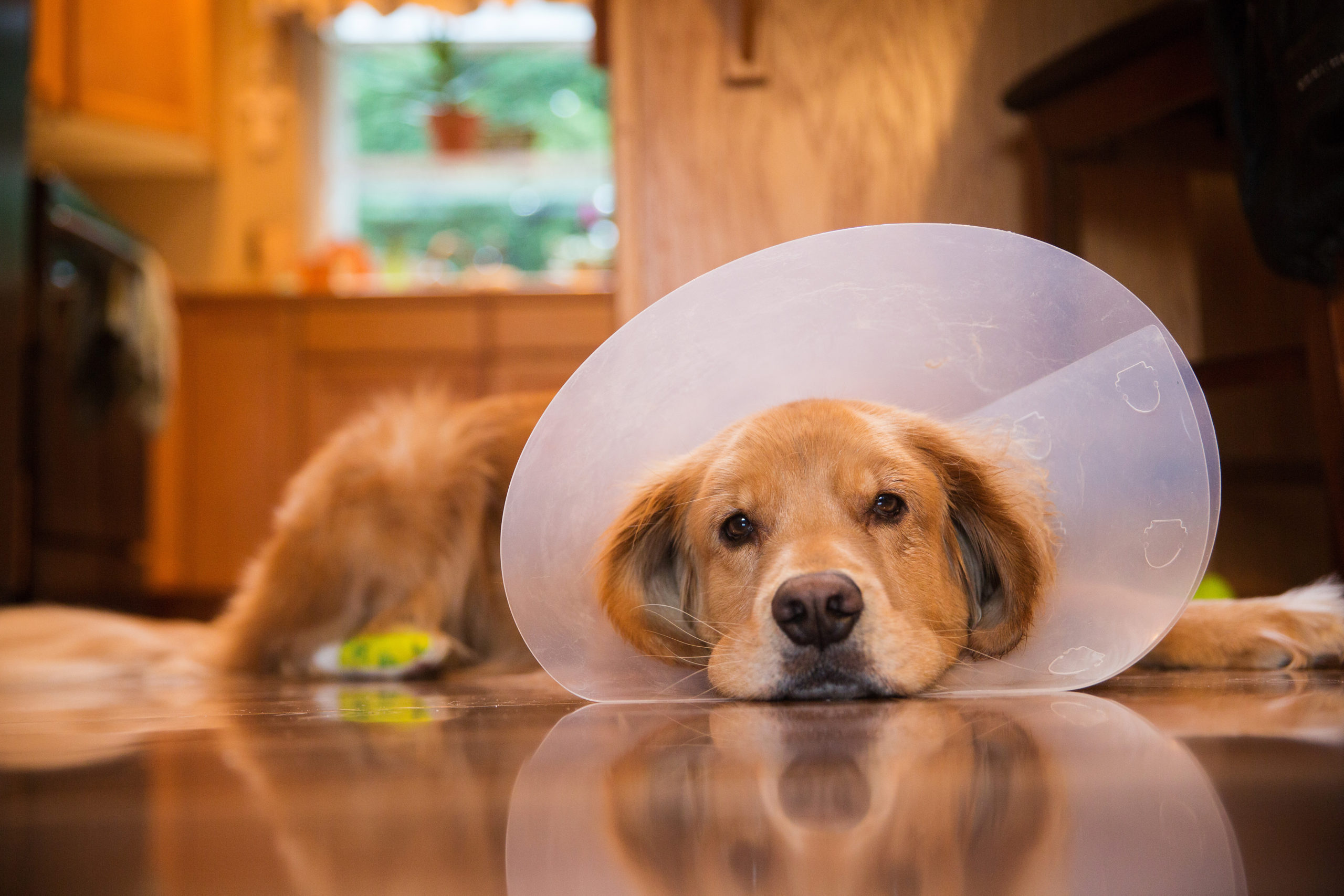 Golden Retriever dog with a cone collar after a trip to the vet.