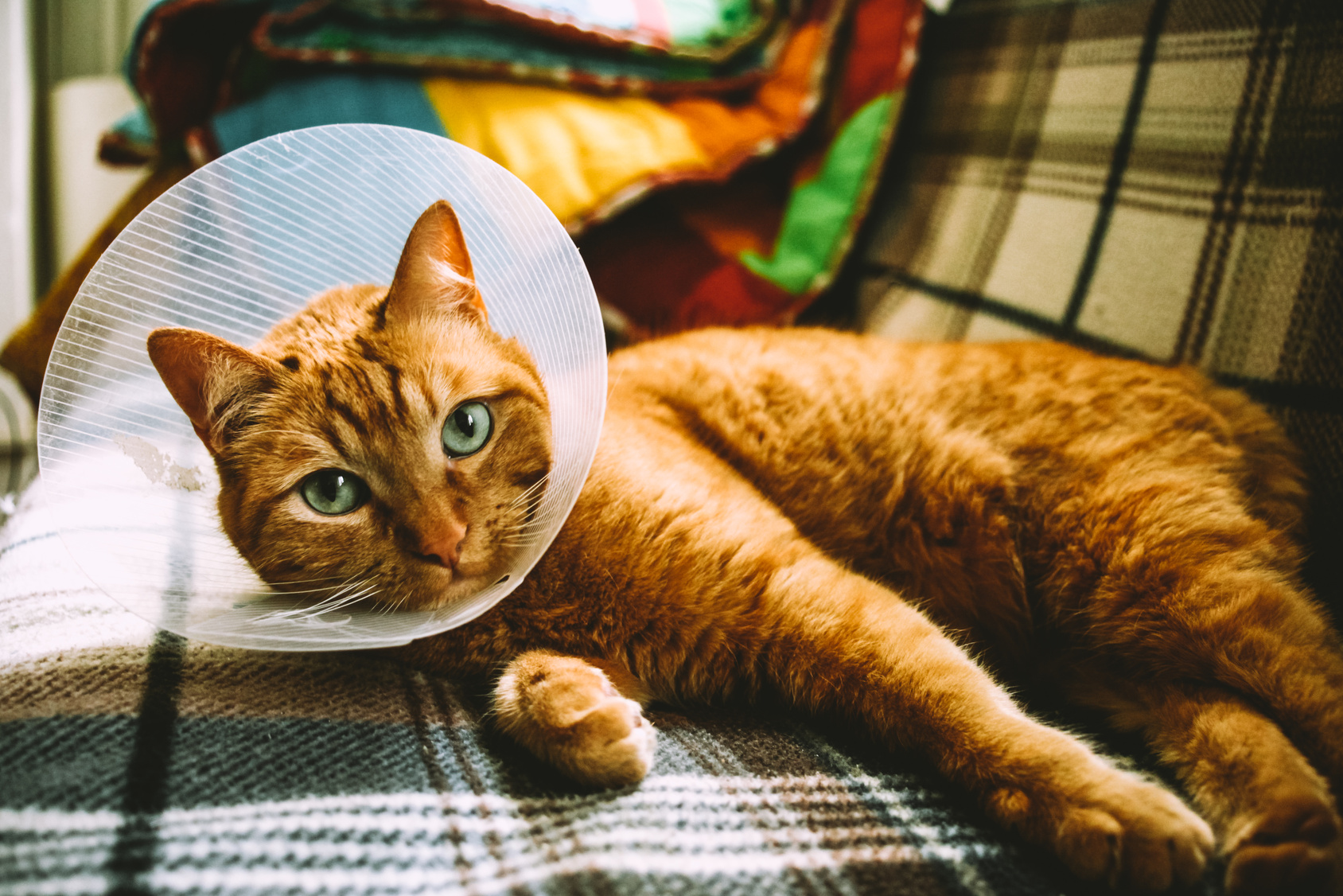 Cat with Elizabethan collar on the couch