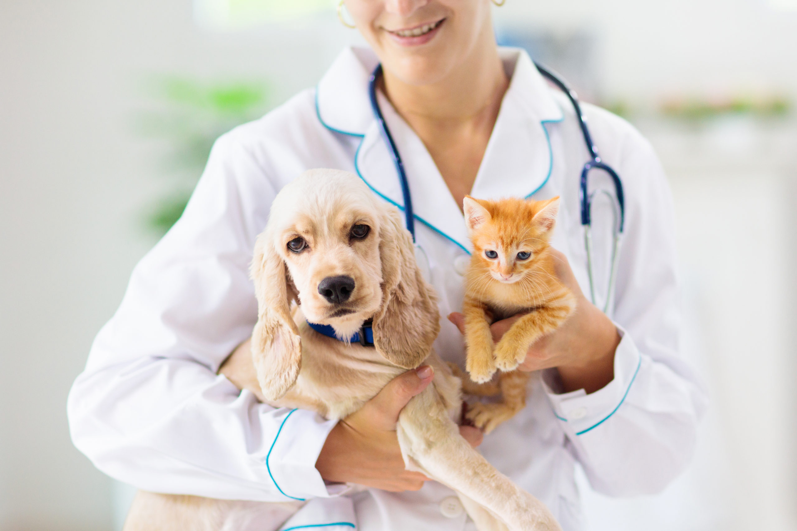 Vet examining kitten and puppy.