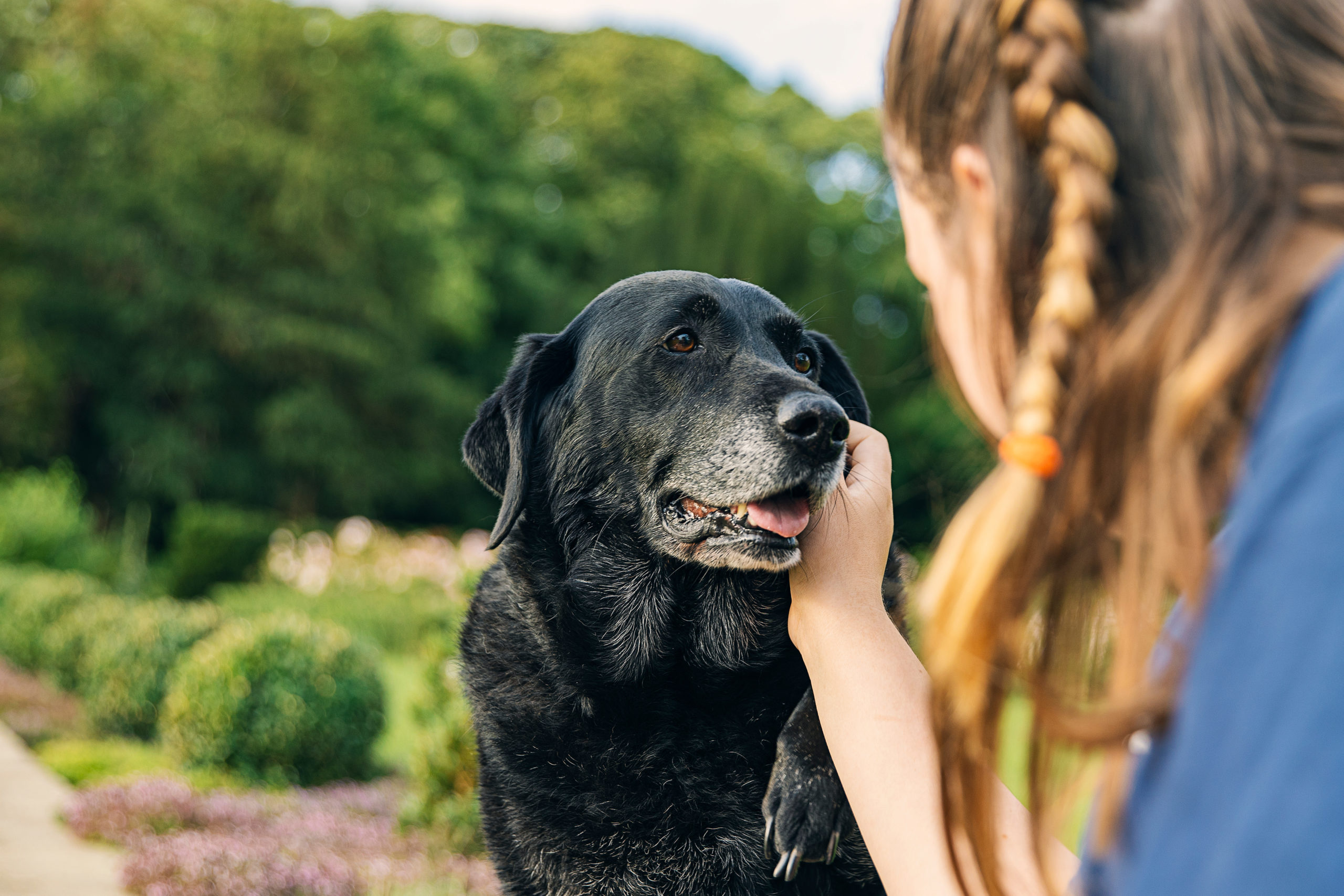 Girl with her senior black labrador