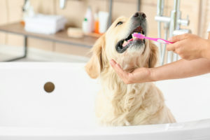 Owner brushing teeth of dog in bathroom