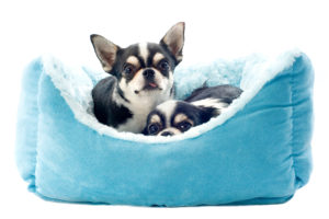Two chihuahuas on a blue dog bed.