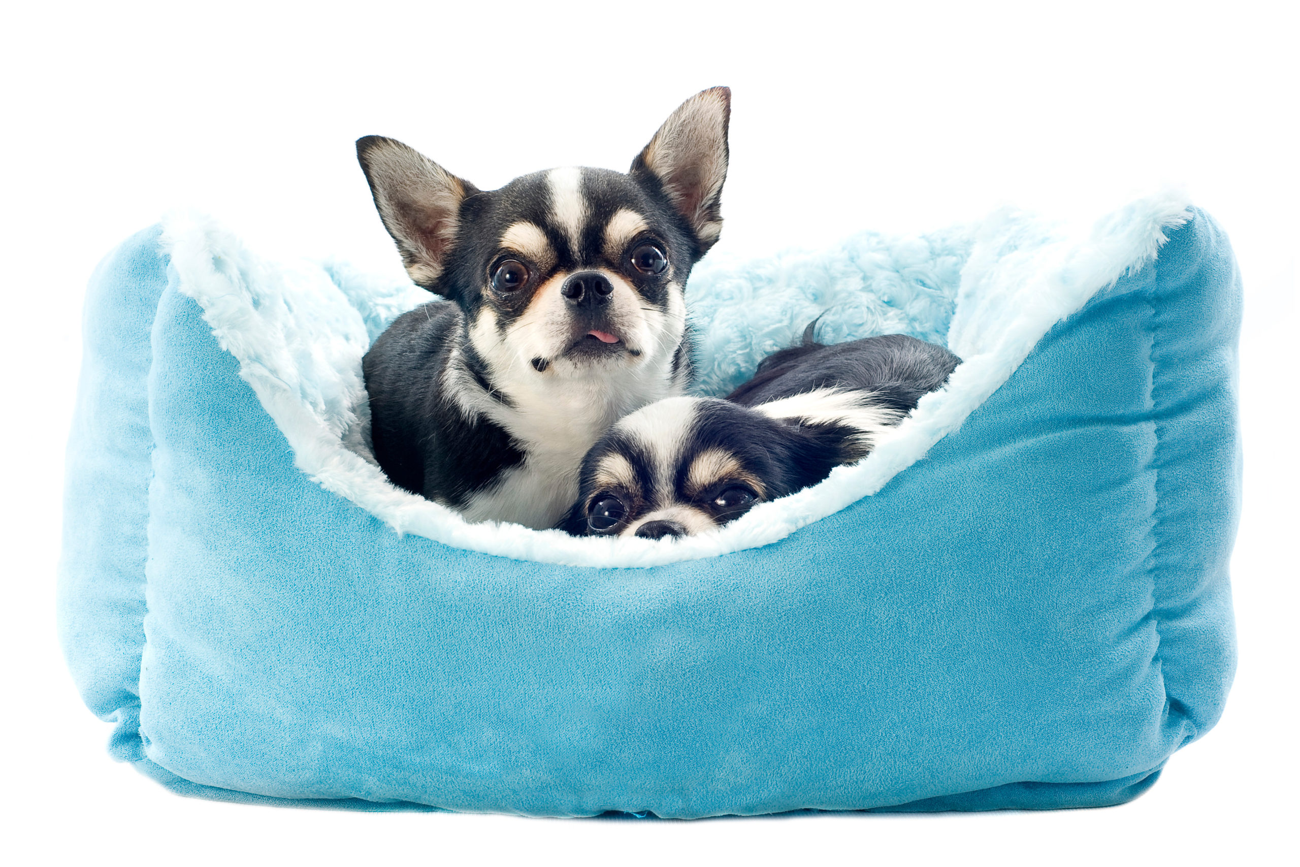 Two chihuahuas on a blue dog bed Two chihuahuas on a blue dog bed.