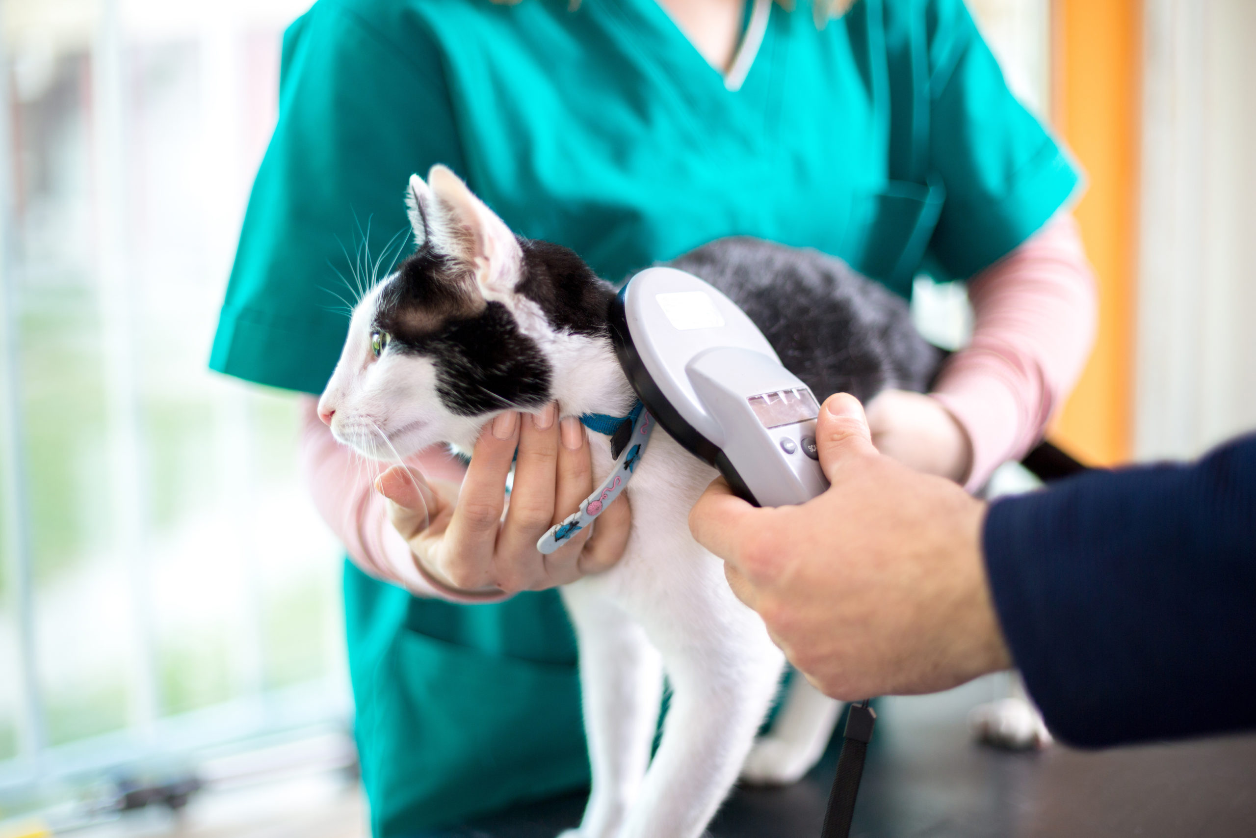 Veterinarian checking a cat's microchip Veterinarian checking a cat's microchip