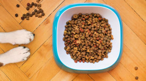 Dry dog food in a blue dog bowl.