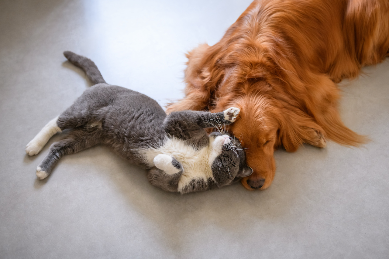 Golden retriever and British short hair cat